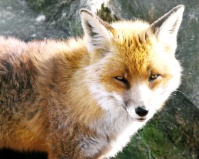 fox_1280×1024.jpg