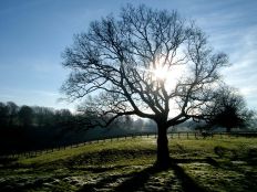mymatedave-winter-sun-in-trees.jpg